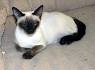 Siamese Kittens for Sale - Suyaki Siamese Cattery ...