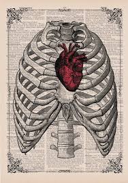 The thorax contains organs of respiration lungs and circulation heart. Red Anatomical Heart In Ribs Anatomical Illustration By Eraprints 9 00 Anatomy Art Art Collage Wall Art