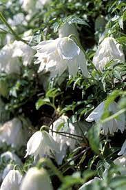 Clematis Alpina White Moth April May Once Given Good Drainage The Atragene Group Are Useful Garden Plants They Can Thrive In Cold Windy Situations And Mak Clematis Plants Clematis Vine