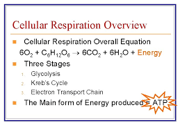 Cellular respiration and fermentation produce energy for cells to use. Cellular Respiration Equation