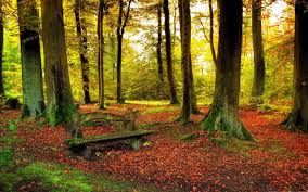 Beautiful Forest Autumn Macbook Air Wallpaper Download Allmacwallpaper To view the full png size resolution click on any of the below image thumbnail. beautiful forest autumn macbook air