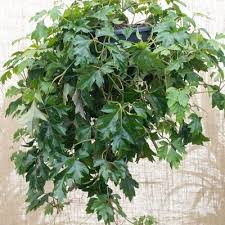 Image result for Rhoicissus rhomboidea