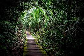 Jungle Tunnel Borneos Rainforest Hikes Sometimes Looks Like Wandering In Tunnels Of Trees It May Not Look Very Au Tree Roots Tree Photoshop Tree Photography