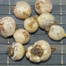 A container of miniature bulbs will brighten up even the smallest space, while some dramatic dahlias or cannas will. Bulbs Tubers