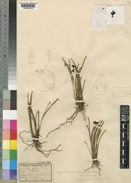 Image result for Polystachya vulcanica