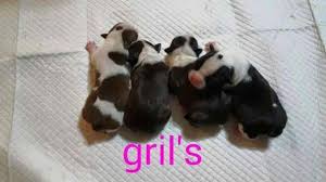 With their status as one of america's most popular dogs, it's hardly surprising that boston terriers are being crossed with a variety of other breeds, including by boston terrier breeders southern california. Boston Terrier For Sale In Fresno California Classified Americanlisted Com