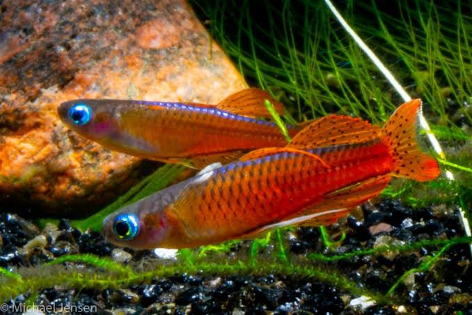 Keeping and breeding The Red Neon Blue Eye (Rainbowfish) – Pseudomugil luminatus – Michael Jensen's Aquarium
