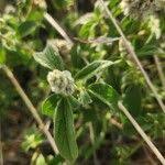 Image result for Cyathula orthacantha