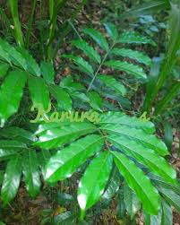 Image result for Lepidotrichilia volkensii