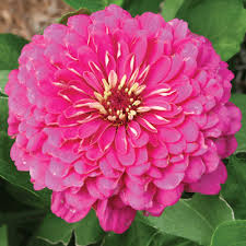 Pink Luminosa Zinnia Seeds Zinnias Zinnia Elegans Dahlia Flower Zinnias
