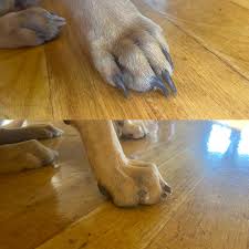 An often neglected aspect of dog...