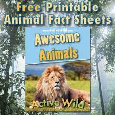 Bald Eagle Facts For Kids Information Pictures And More Rainforest Animals Animal Facts For Kids Rainforest Animals List