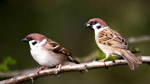 Wikimedia commons ↑ 1.0 1.1 1.2 ruggiero ma, gordon dp, orrell tm, bailly n, bourgoin t, brusca rc, et al. Como Ver Aves Cerca De Tu Casa Puede Mejorar Tu Salud Mental Bbc News Mundo