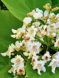 Image result for Catalpa
