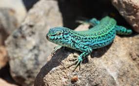 Lizards Lizard Little Lizard Canada Images