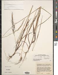 Image result for Melinis macrochaeta