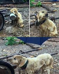 Dog adopted from neglectful owner
