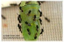 Black And Red Caterpillar Maine Chalcid Wasps And Monarch Butterfly Caterpillars And Chrysalises In 2020 Monarch Butterfly Monarch Butterfly Garden Butterfly Chrysalis