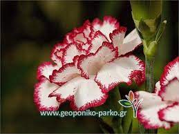 We would like to show you a description here but the site won't allow us. An8ofyta Polyeth An8ofora Garyfallia Garyfallo Fyto Dianthus Caryophyllus
