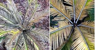 Water them often until they take root. Sago Palm Care A Cycas Revoluta Growing Guide