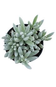 Image result for Senecio sp.no.2
