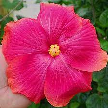 Top 25 Most Beautiful Hibiscus Flowers Hibiscus Plant Hibiscus Flowers Hibiscus