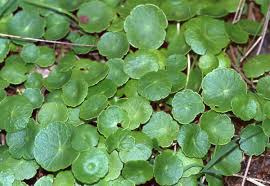 Image result for Hydrocotyle mannii