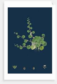 Image result for Sibthorpia europaea