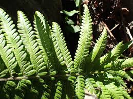 Image result for Droguetia ambigua