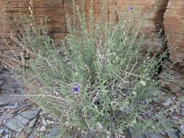 Image result for Anticharis