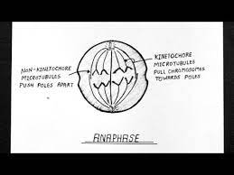 The diagram below shows the energy conversions of the krebs cycle, which is part of cellular respiration. Diagram Of Anaphase Labelled Diagram Of Anaphase Class 11 Biology Youtube Biology Diagram Class