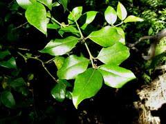 Image result for Cassinopsis tinifolia