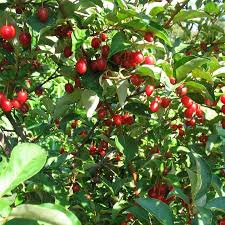 Elaeagnus Multiflora Goumi Du Japon Arbousier Planter Des Arbres Arbuste