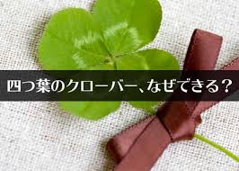 最大なんと五十六つ葉 四つ葉のクローバーはどうしてできる