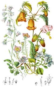 Image result for Campanulaceae