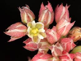 Image result for Polycarpon tetraphyllum