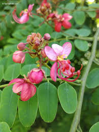 Image result for Cassia burttii