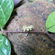 Image result for Warneckea cordiformis