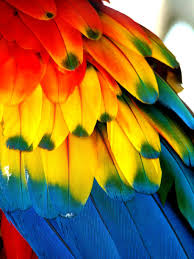Birds Of A Feather Flock Together Meaning In Malayalam Pin On Feathers