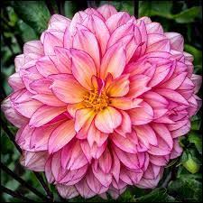 Jangan lupa untuk bookmark dan share gambar bunga teratai warna hitam ke media sosial kamu. Tuliskan 5 Perbedaan Bunga Teratai Dan Bunga Kembang Sepatu Contoh Habitat Teratai Berada Di Air Brainly Co Id