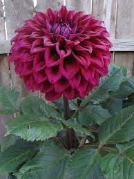 Dahlia Formby Kaitlyn Dahlia Flower Dahlia Pretty Flowers