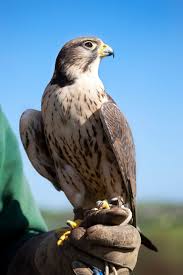 Birds Of Prey Animals 1200 16313528 Saker Falcon Jpg 1200 1800 Birds Of Prey Animals Falcons