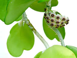 More images for how to grow hoya kerrii » Hoya Kerrii Care Guide Sweetheart Plant Valentine Hoya