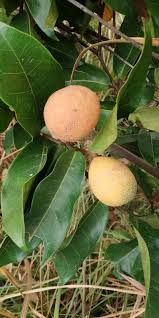 Image result for Landolphia camptoloba