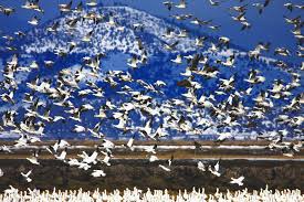 Snow Geese In The Klamath Basin Klamath Klamath Lake Southern Oregon
