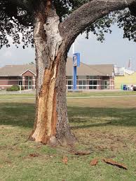 Résultat de recherche d'images pour "tree trunk repair grafts"