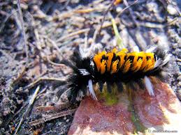 See full list on northernwoodlands.org That Ain T No Monarch Meet These Other Caterpillars That Feed On Milkweed Texas Butterfly Ranch