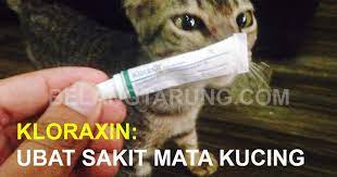 Tak semua orang mampu untuk bawa kucing ke vet. Ubat Mata Kucing Berselaput Pertanyaan V