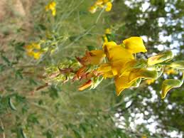 Image result for Crotalaria laburnifolia