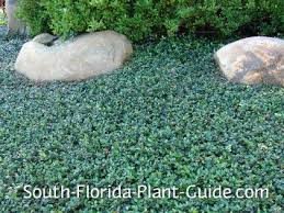 I live in central florida, rains alot in summer and lots of sand soil of course we have the high humidity what would be the best ground. 59 Gardens I Ground Covers I South Florida Ideas Ground Cover Plants Ground Cover Plants